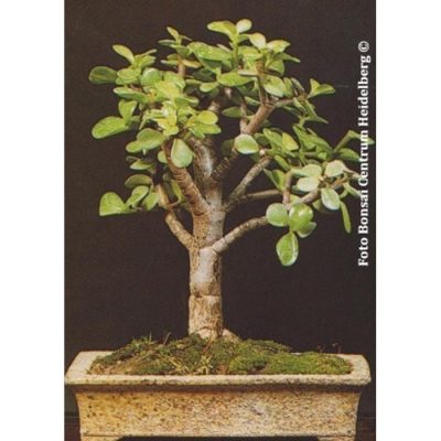 Σπόροι Bonsai – 14978 Crassula arborescens
