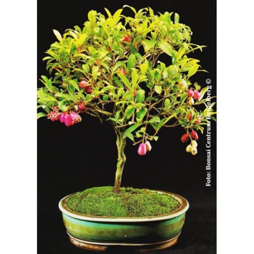 Bonsai Seeds – 14982 Syzygium paniculatum syn. Eugenia myrtifolia