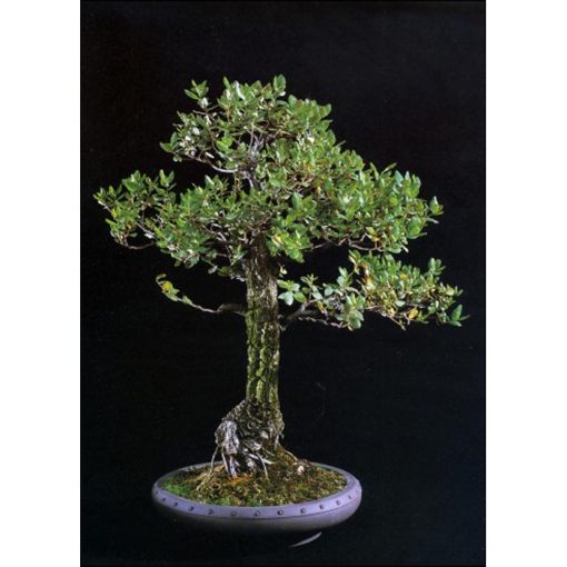 Σπόροι Bonsai – 14992 Quercus suber