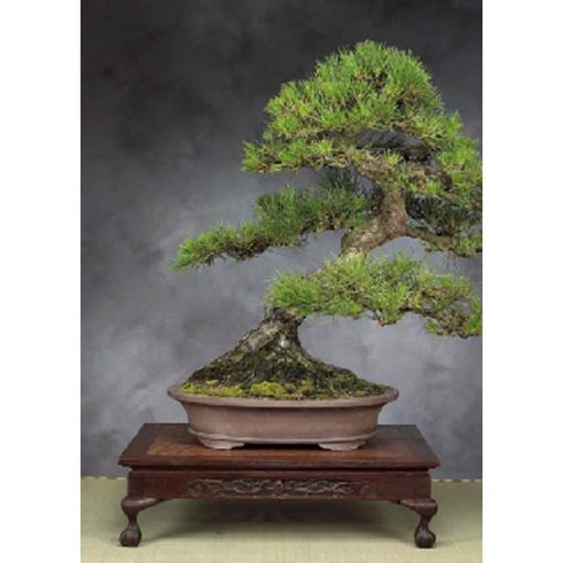 Bonsai Seeds – 14995 Pinus thunbergii