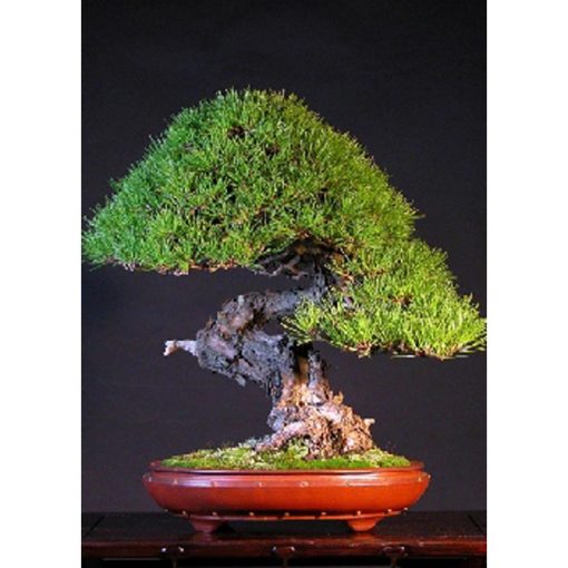 Σπόροι Bonsai – 14996 Pinus densiflora