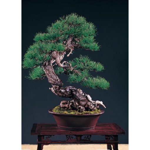Σπόροι Bonsai – 14997 Pinus taiwanensis