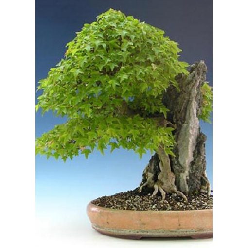 Σπόροι Bonsai – 14998 Acer buergerianum
