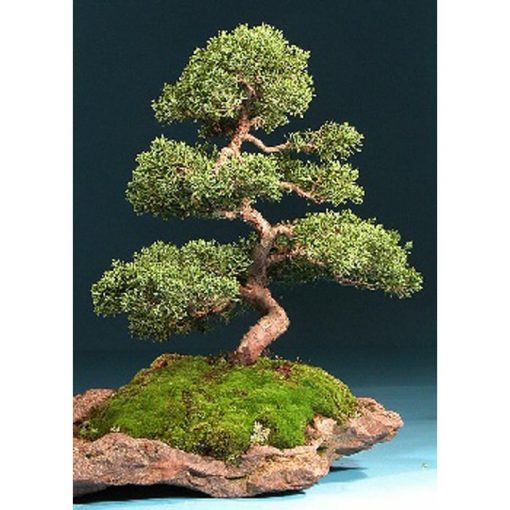 Σπόροι Bonsai – 14999 Juniperus chinensis