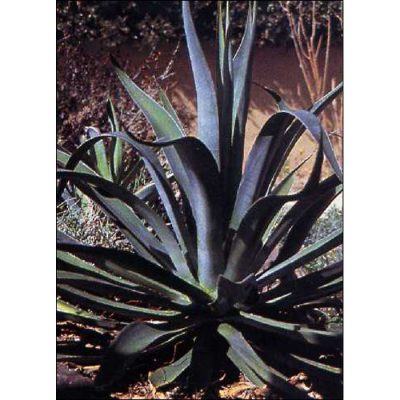 Cacti and Succulents Seeds -  19413 Agave vilmoriniana