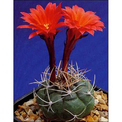 Cacti and Succulents Seeds – 19416 Matucana madisoniorum