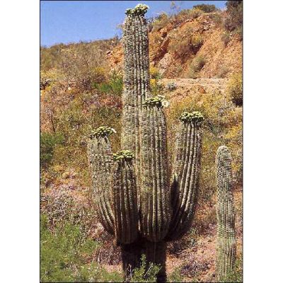 Cacti and Succulents Seeds – 19420 Carnegia gigantea