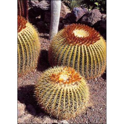Cacti and Succulents Seeds – 19421 Echinocactus grusonii
