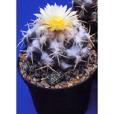 Cacti and Succulents Seeds – 19429 Coryphantus radicans