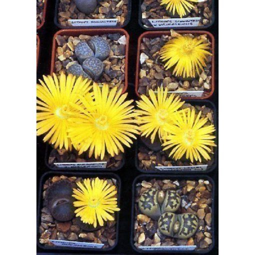 Cacti and Succulents Seeds – 19432 Lithops dorotheae