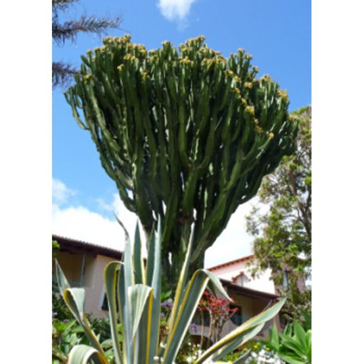 Σπόροι κάκτων και παχυφύτων – 19436 Euphorbia ingens