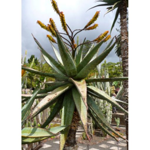 Cacti and Succulents Seeds – 19437 Aloe marlothii