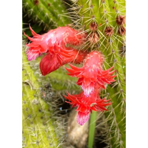 Cacti and Succulents Seeds – 19439 Cleistocactus samaipatanus