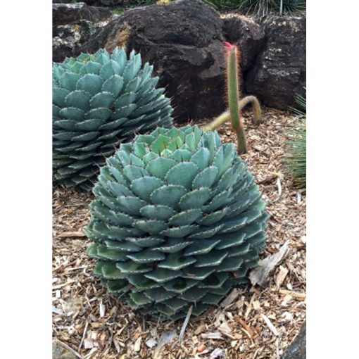Cacti and Succulents Seeds – 19444 Agave parrasana