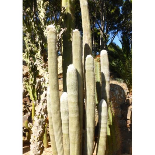 Cacti and Succulents Seeds – 19447 Espostoa lanata