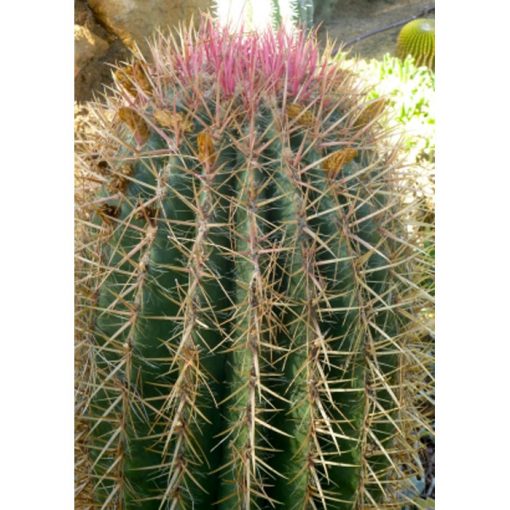 Cacti and Succulents Seeds – 19448 Ferocactus stainesii syn pilosus