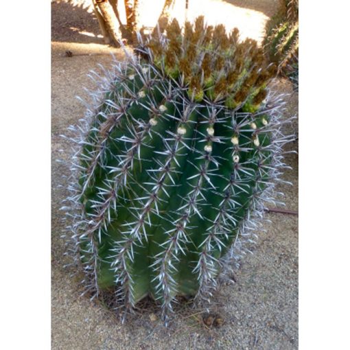 Cacti and Succulents Seeds – 19449 Ferocactus horridus