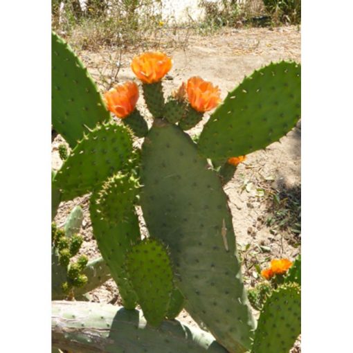 Cacti and Succulents Seeds – 19454 Opuntia ficus-indica syn. Opuntia tunas