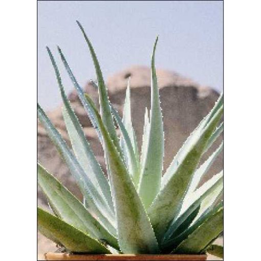 Cacti and Succulents Seeds – 19954 Aloe vera syn. Aloe barbadensis Miller