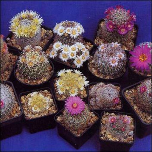 Cacti and Succulents Seeds – 19980 Mammillaria Mixed