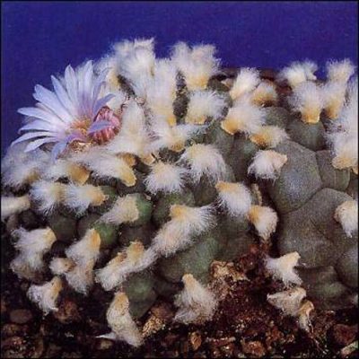 Σπόροι κάκτων και παχυφύτων – 19982 Peyotl - Peyote Lophophora williamsii
