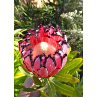 20004 Protea neriifolia