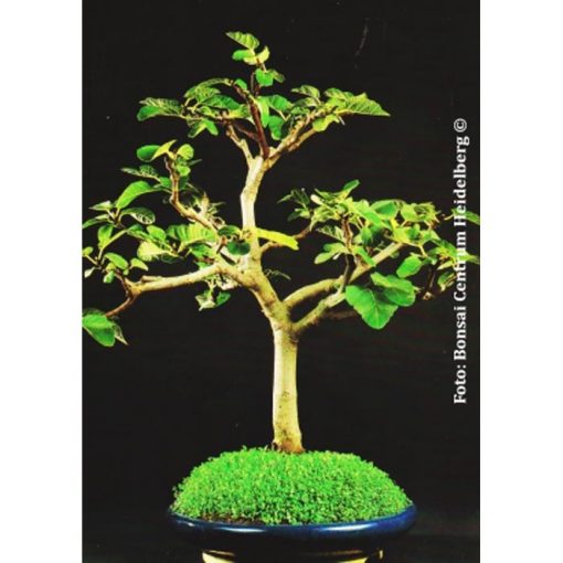 Bonsai Seeds –  20042 Ficus carica