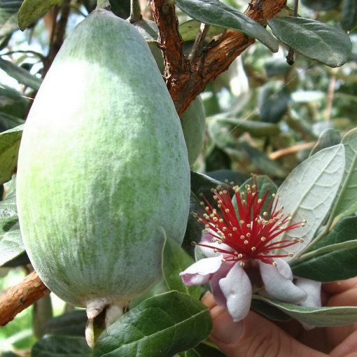EF 12313193 Pineapple Guava, Feijoa (Acca sellowiana)