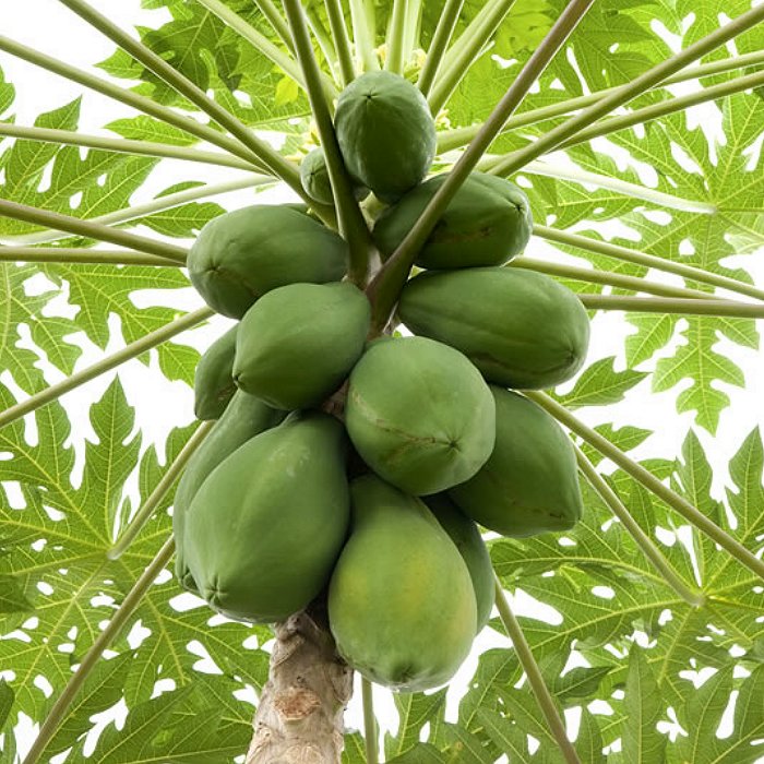 papaya carica ef valentine seeds shop fruits exotic