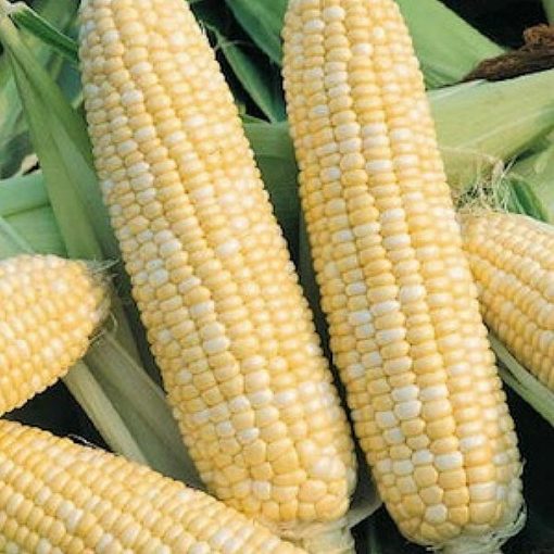 Corn Seeds - DF 98541 Double Standard (Zea mays sacharata)