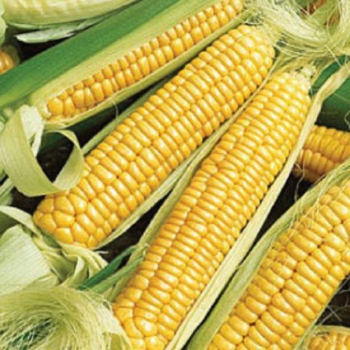 Corn Seeds - DF 98420 Golden Bantam (Zea mays sacharata)