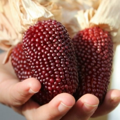 Corn Seeds - DF 98701 Strawberry Popcorn  (Zea mays erverta globuli)