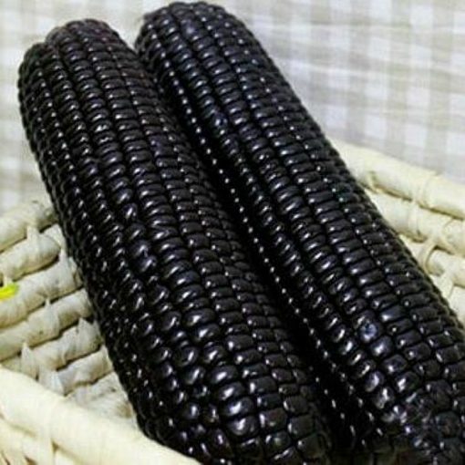 Corn Seeds - DF 98733 Black Aztec (Zea mays sacharata)