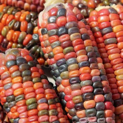 Corn Seeds - DF 98723 Earth Tones (Zea mays dentiformis)
