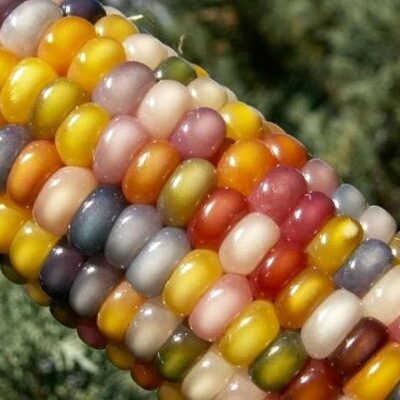 Corn Seeds - DF 98753 Glass Gem (Zea mays amylaceaa)