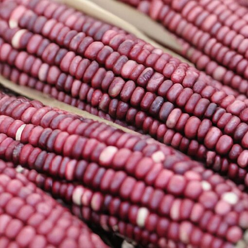 Corn Seeds - DF 98725 Hopi Purple (Zea mays amylaceaa)