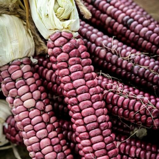 Corn Seeds - DF 98731 Lavender Parching Mandan (Zea mays amylaceaa)