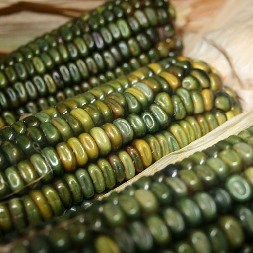 Corn Seeds - DF 98745 Oaxacan Green (Zea mays dentiformis)