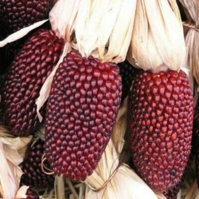 Σπόροι καλαμποκιού - DF 98701 Strawberry Popcorn (Zea mays erverta globuli)