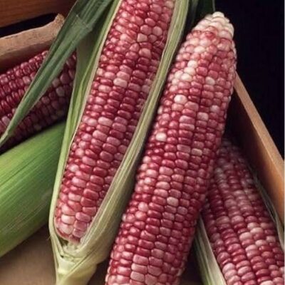 Corn Seeds - DF 98740 Sweet Red (Zea mays sacharata)