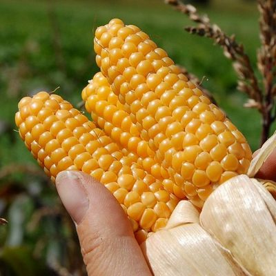 Corn Seeds - DF 98747 Tom Thumb (Zea mays microsperma)