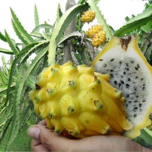 EF 12301907 Pitaya, Pitahaya, Dragonfruit yellow - Το φρούτο του δράκου κίτρινο (Hylocereus megalanthus)
