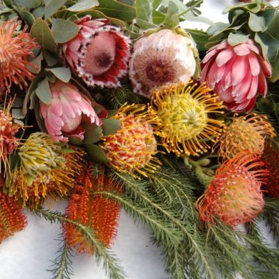 Protea and Banksia Seeds