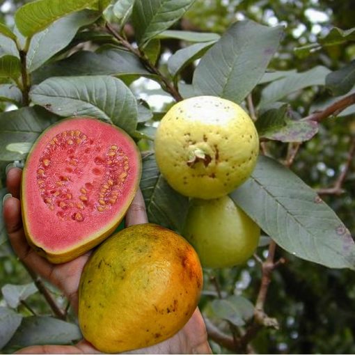 EF 12396304 Guava red - Γκουάβα κοκκινόσαρκη (Psidium guajava)