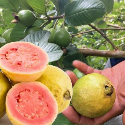 EF 12396304 Guava red - Γκουάβα κοκκινόσαρκη (Psidium guajava)