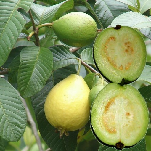 EF 12301795 Guava white - Γκουάβα λευκόσαρκη (Psidium guajava)