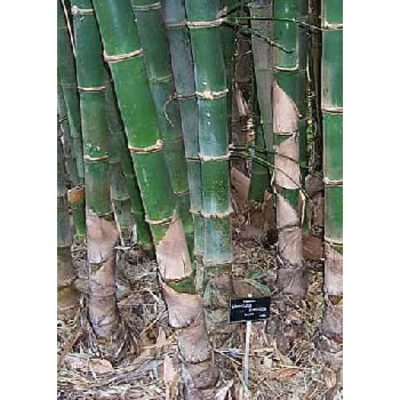 13317 Bambusa balcooa