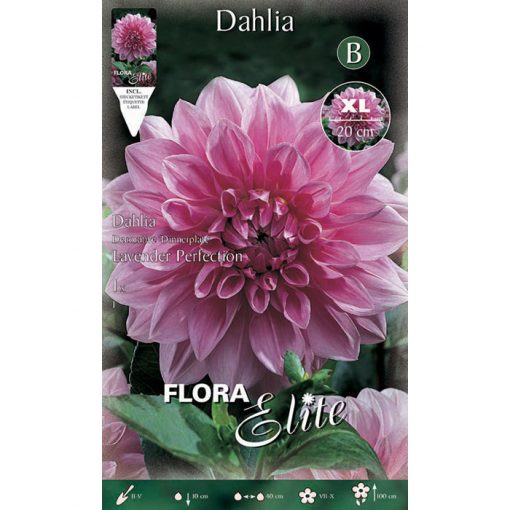 638541 Dahlia - Ντάλια Lavender Perfection
