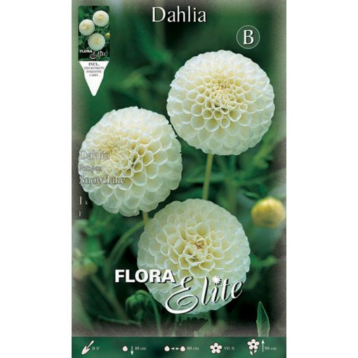 616143 Dahlia - Ντάλια Snowflake