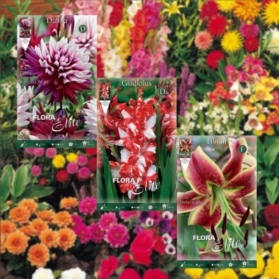Spring Planting Bulbs In Packets